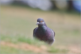<p>HOLUB DOMÁCÍ (Columba livia f. domestica) /Domestic pigeon - Stadttaube/</p>